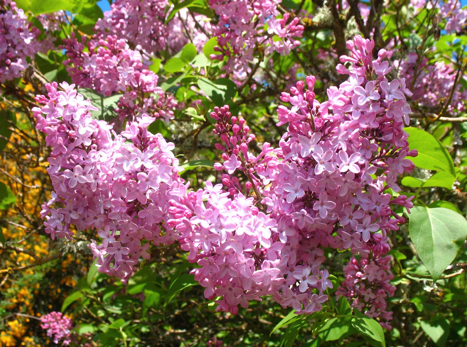 [lilac.jpg]