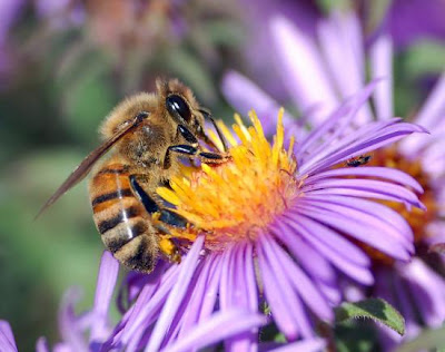 gm-genetically-modified-food-kills-honey-bees