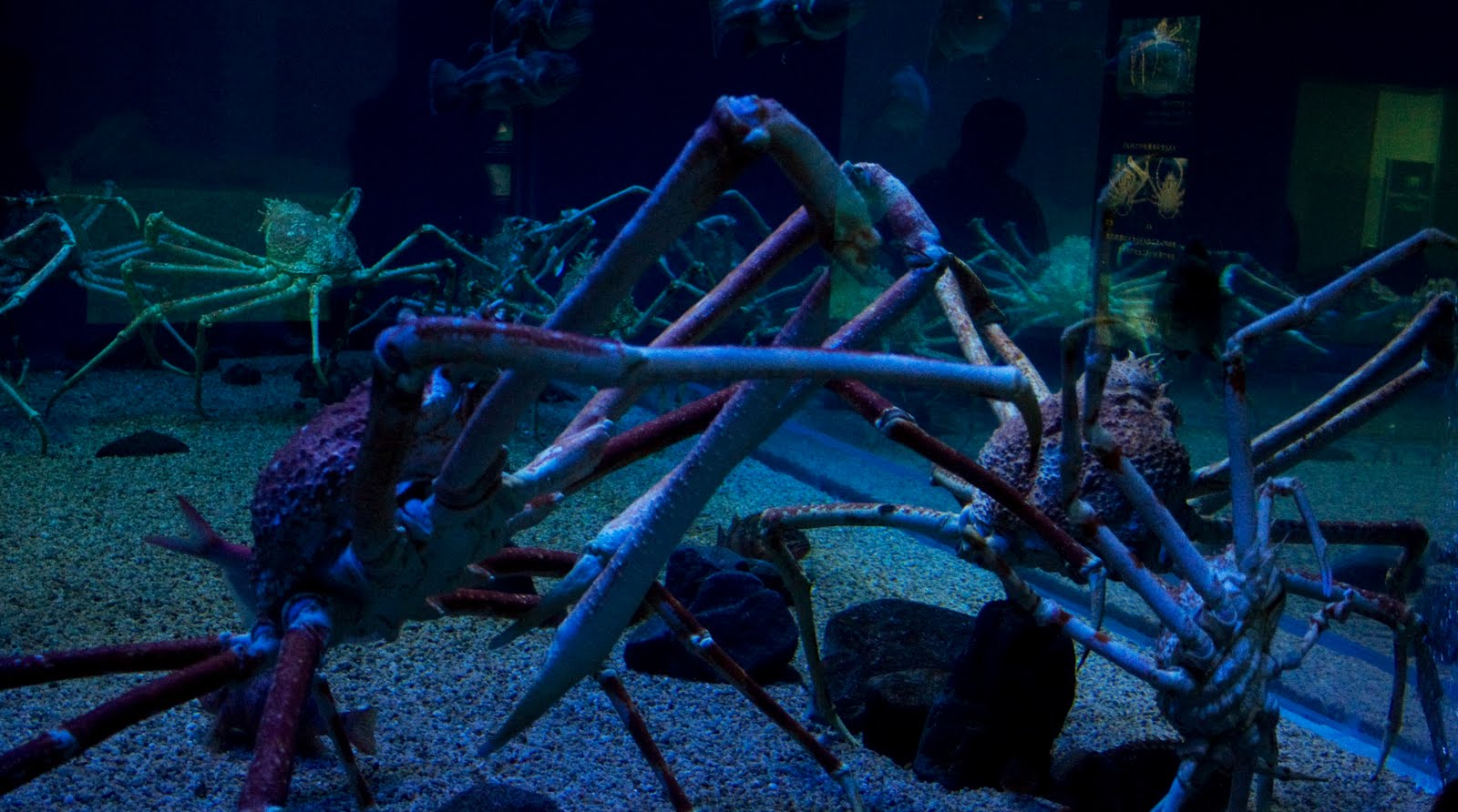 Osaka Aquarium Kaiyukan