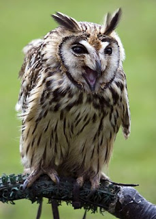 owl