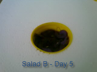 [Salad+B+day+5.jpg]
