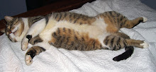 The Kemp Cats