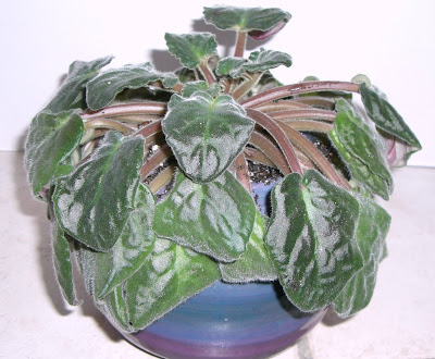 African Violet Roots