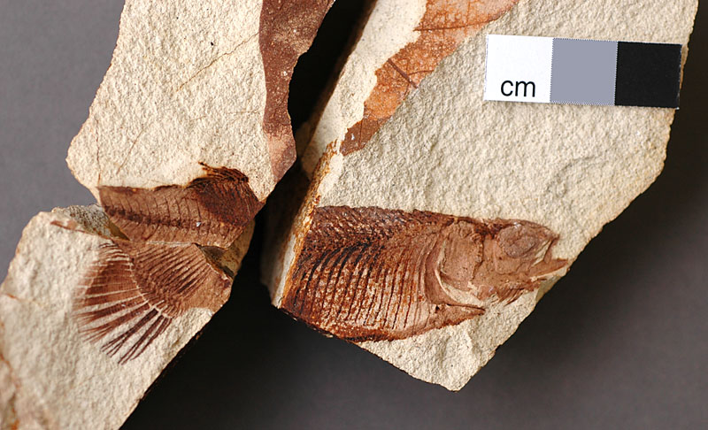 Fossil Canada