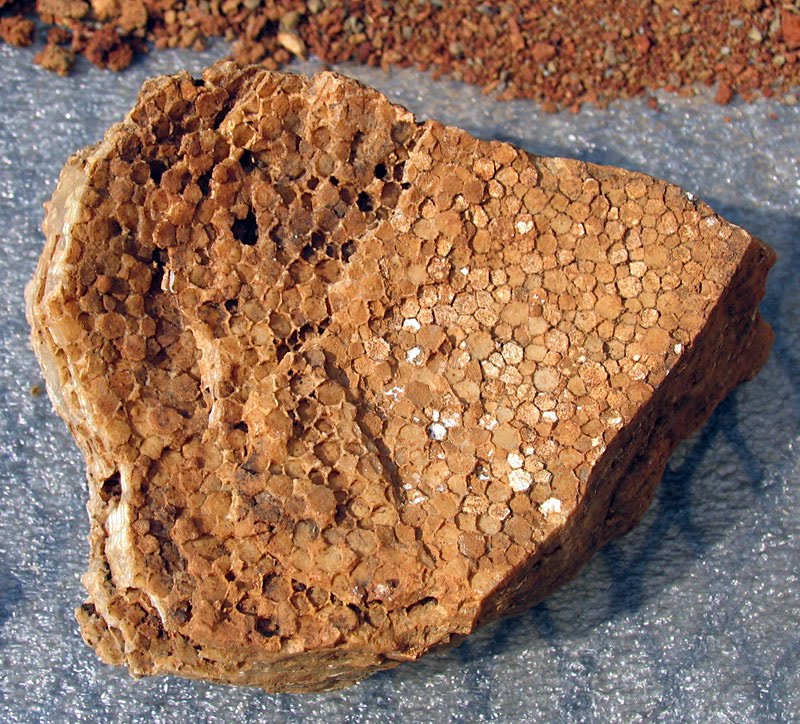 Louisville Fossils and Beyond Coral