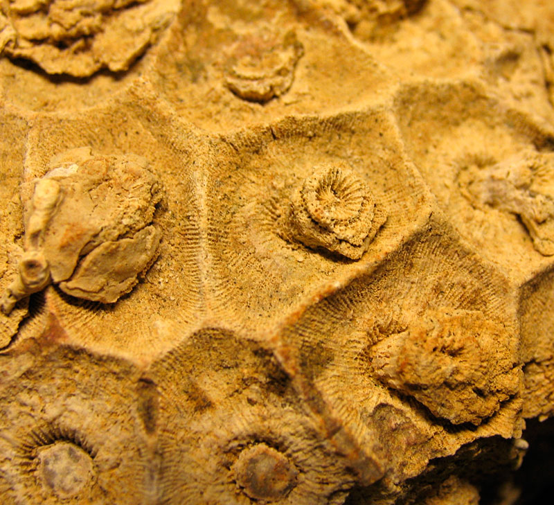 Louisville Fossils and Beyond Silurian Arachnophyllum Plus Aulopora