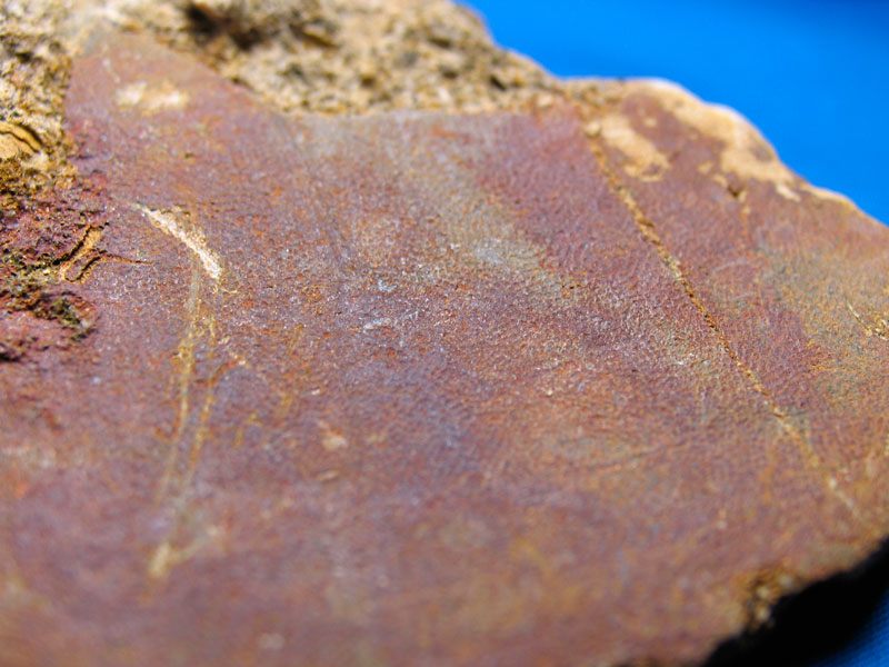 Louisville Fossils and Beyond Alabama Echinoderm Fossils