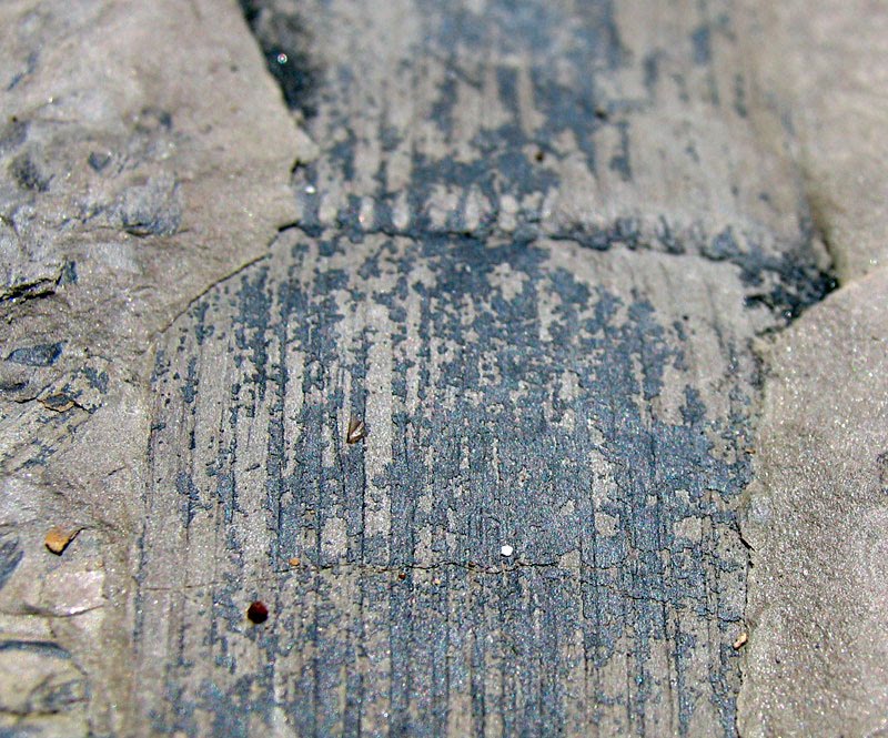 Louisville Fossils and Beyond Hazard Kentucky Plant Fossils