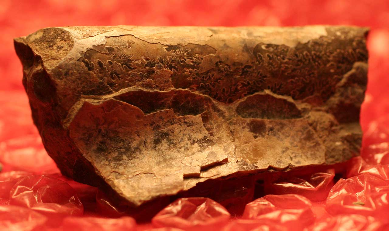 Louisville Fossils and Beyond South Dakota Cephalopod