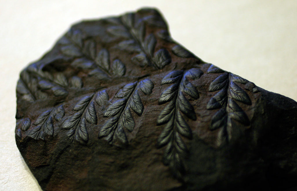 Fossil Plant Fossils From France.