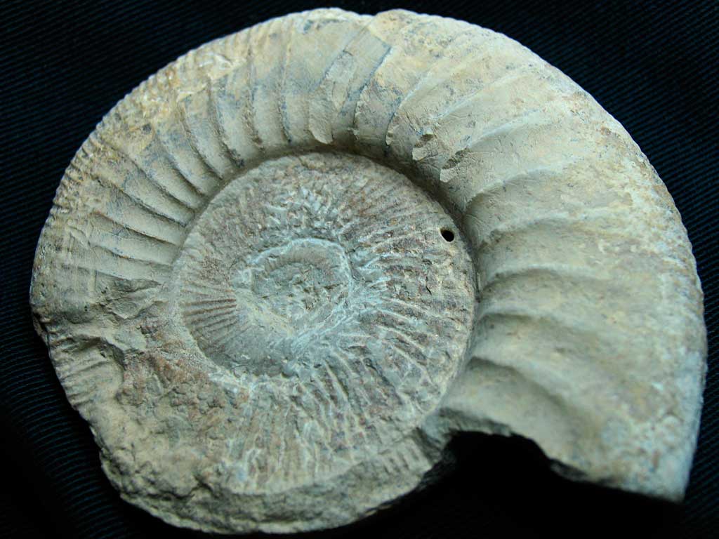 Louisville Fossils and Beyond Ammonite Fossil From Drügendorf