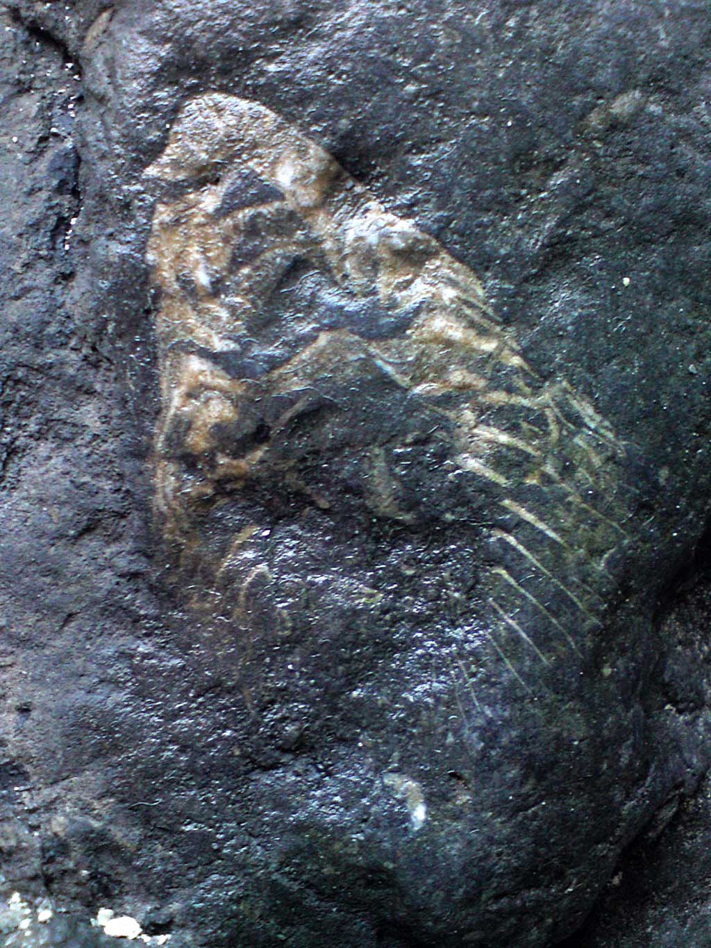 Louisville Fossils and Beyond More Emerald Isle Fossils