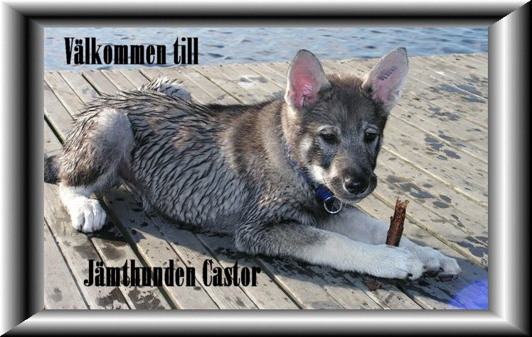 Välkommen till Jämthunden Castor!
