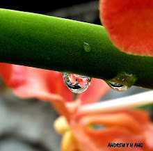 REFLECTION OF ORCHID FLOWERS