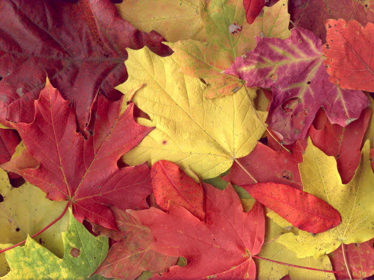 [autumn-leaves.jpg]