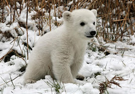 Picture: