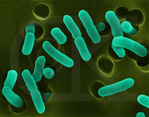 Escherichia coli bacteria
