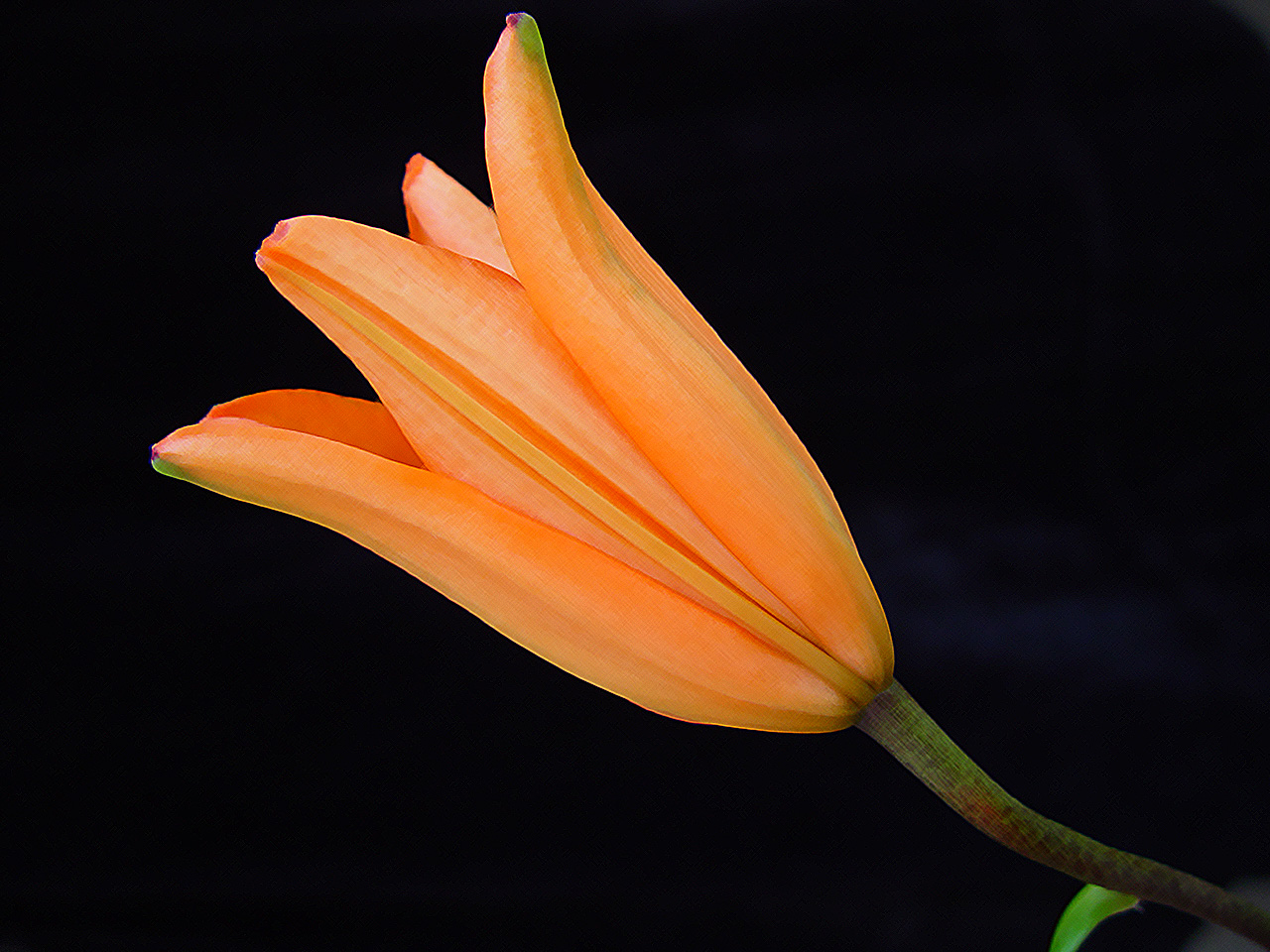http://1.bp.blogspot.com/_ZJXCGdigNVg/S7jdcP_mmUI/AAAAAAAAABA/vn2wsKSwOcM/s1600/Gladiola+Naranja+(3).jpg