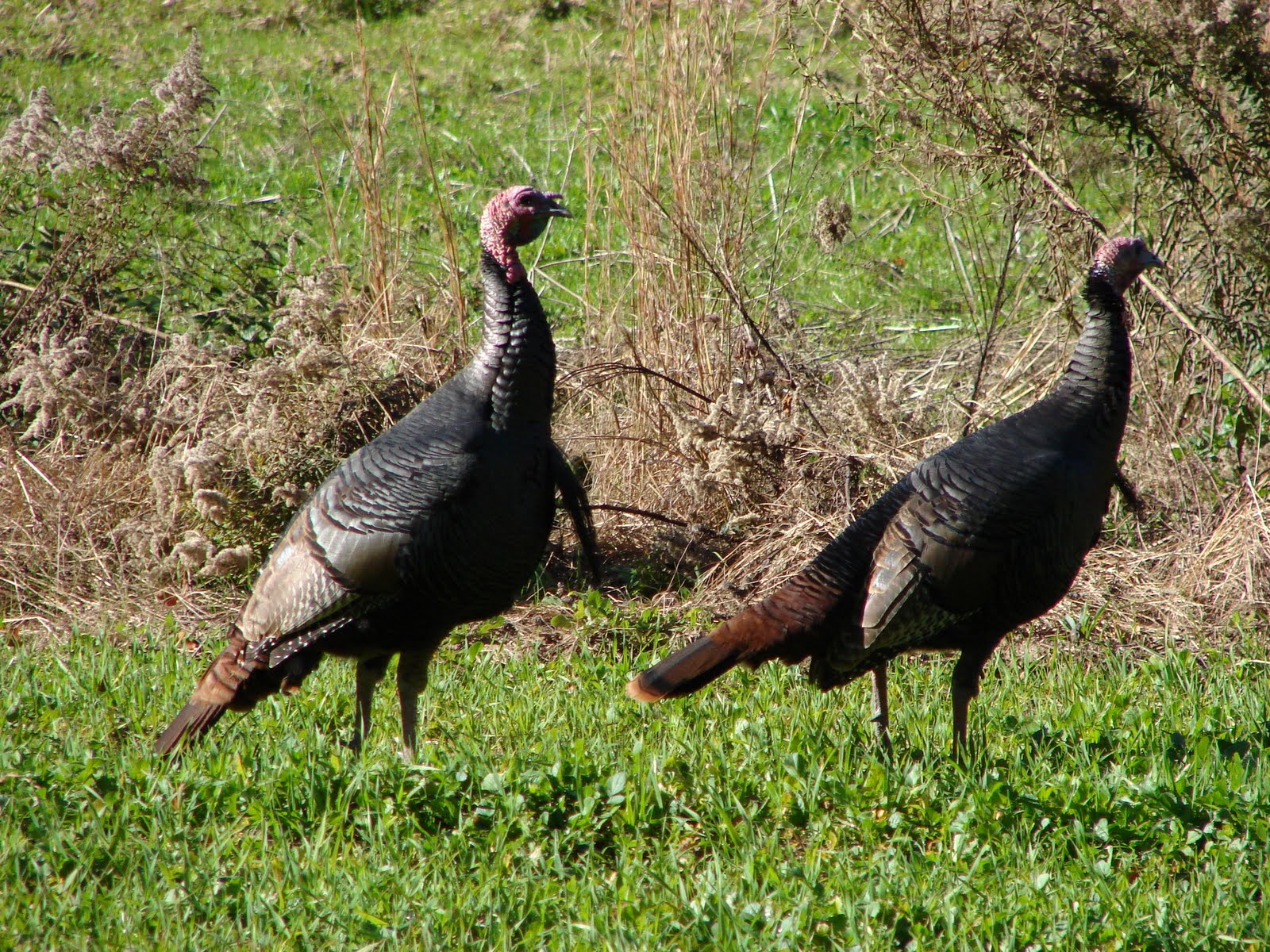 Talking Turkey Debra's Endeavors From Southwest