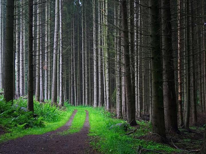 [road_trees.JPG]