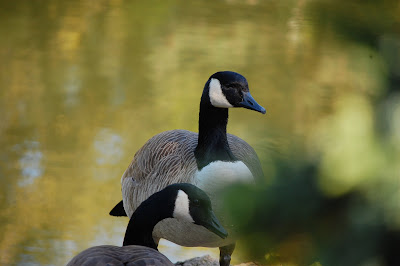 broody geese, Sun Yat Sen Gardens, Strathcona 