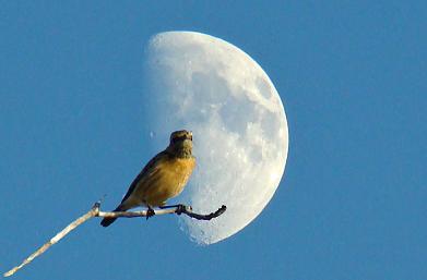 http://1.bp.blogspot.com/_ZKhTyu1Gnuo/SV61bRr_AwI/AAAAAAAAAEY/jWW2p0ZK4Wo/S1600-R/PAJARO+Y+LUNA.jpg