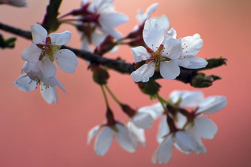 [2425526800_257da9f71c.jpg]