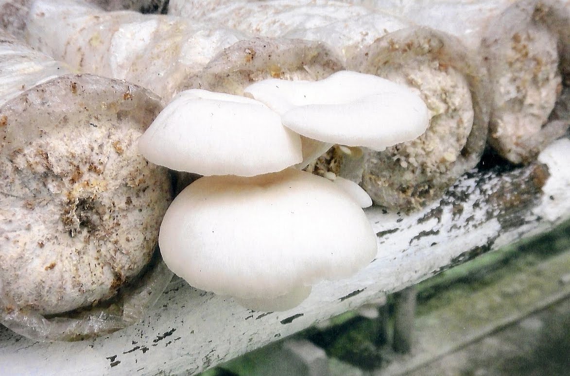 Jual Baglog dan Jamur Tiram Putih Sedia Baglog dan Jamur Tiram Putih