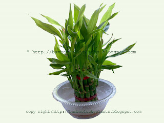 lucky bamboo plant