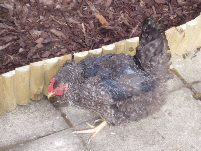 Sunflower, the victim