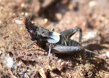 Sciobia lusitanica