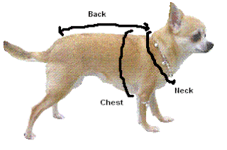 Chihuahua Clothes