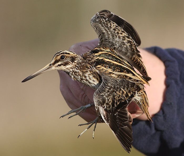 Bedsbirds Images Blog Gutter snipe