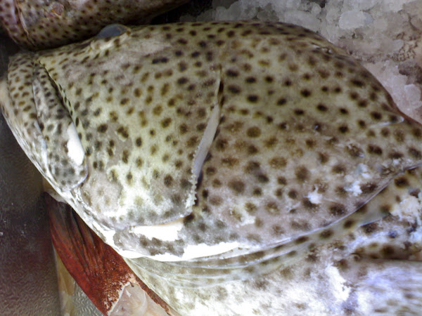 Epinephelus tauvina.