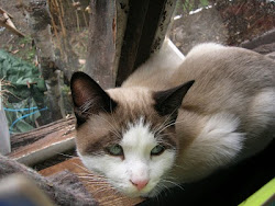 Une bonne pâte de chat,  ce Snowshoe...