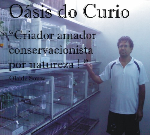 Oasis do Curio