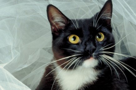 photo de chatte de femme