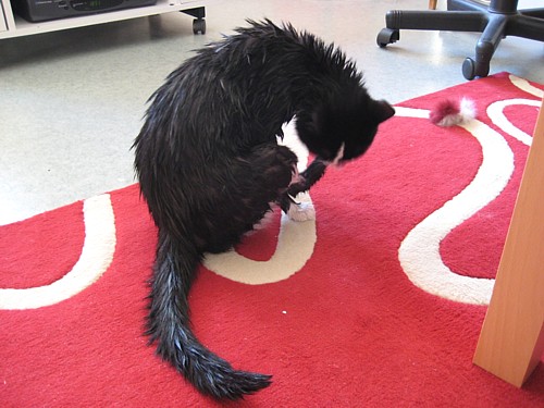 [Anni_pesulla_2.jpg]