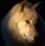 Sonia~Bridget's Wolf