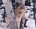Timber~ Parker's Wolf