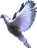 [20070316-x_colom2.gif]