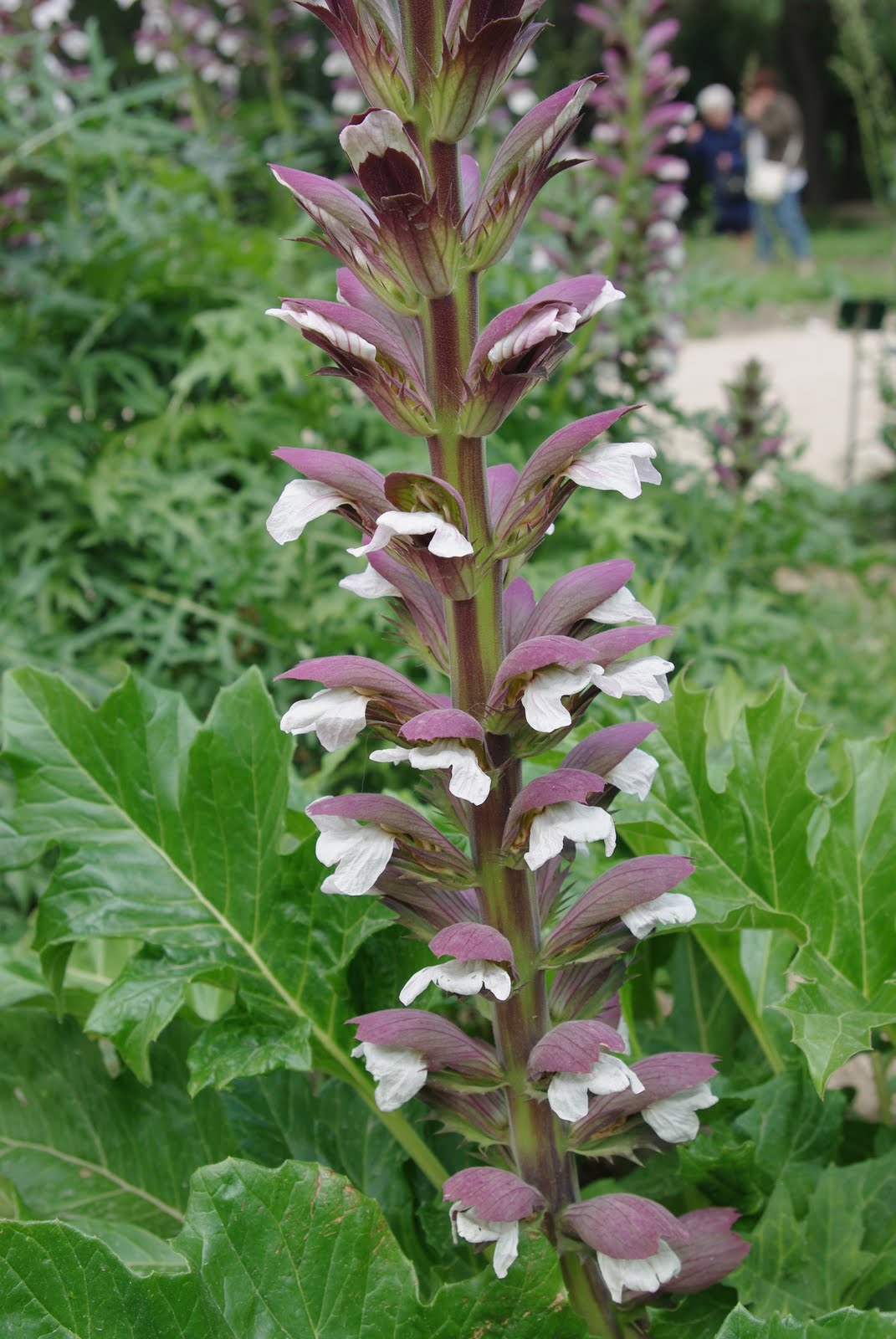 Flore en Valois Acanthe à feuilles molles et Acanthe épineuse