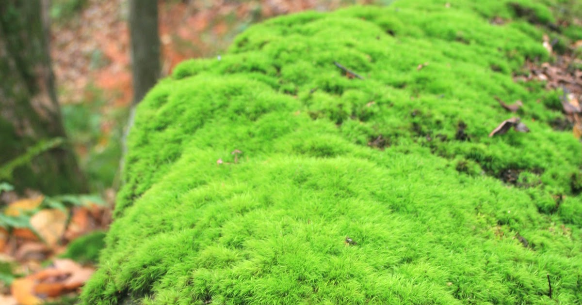 Moss Musings Moss as green as it gets