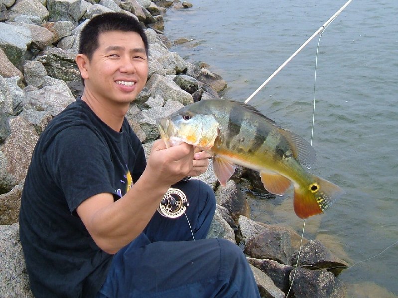 patbeesfishin Singapore Peacock Bass & Tilapia on fly (part 2)