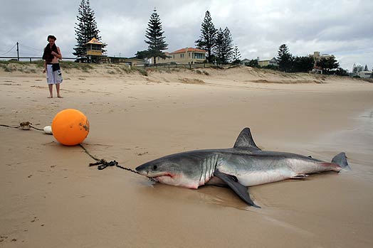 Image result for shark trap