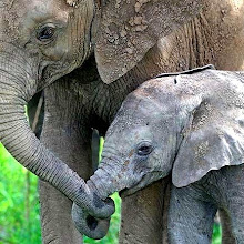 .baby elephant.