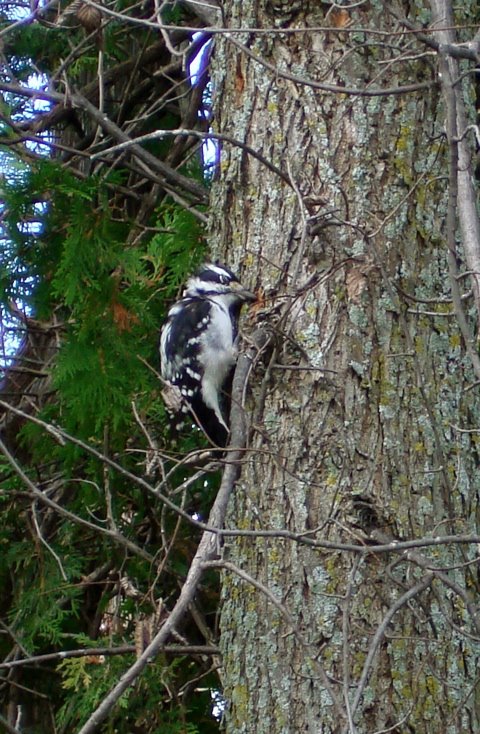 [woodpecker.jpg]