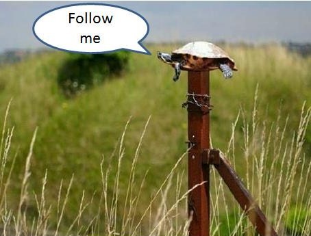 [Turtle+on+a+fencepost.jpg]
