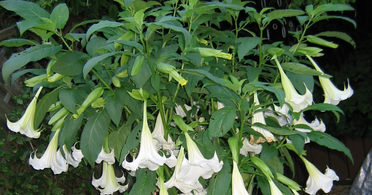 Resynthesis aus engelstrompete image