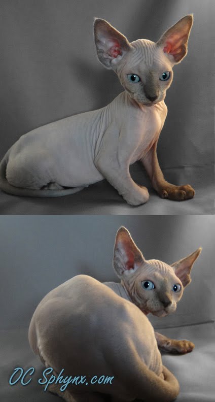 Sphynx Blue